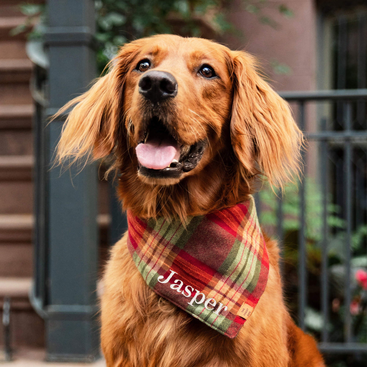#Modeled by Violet (70lbs) in Large