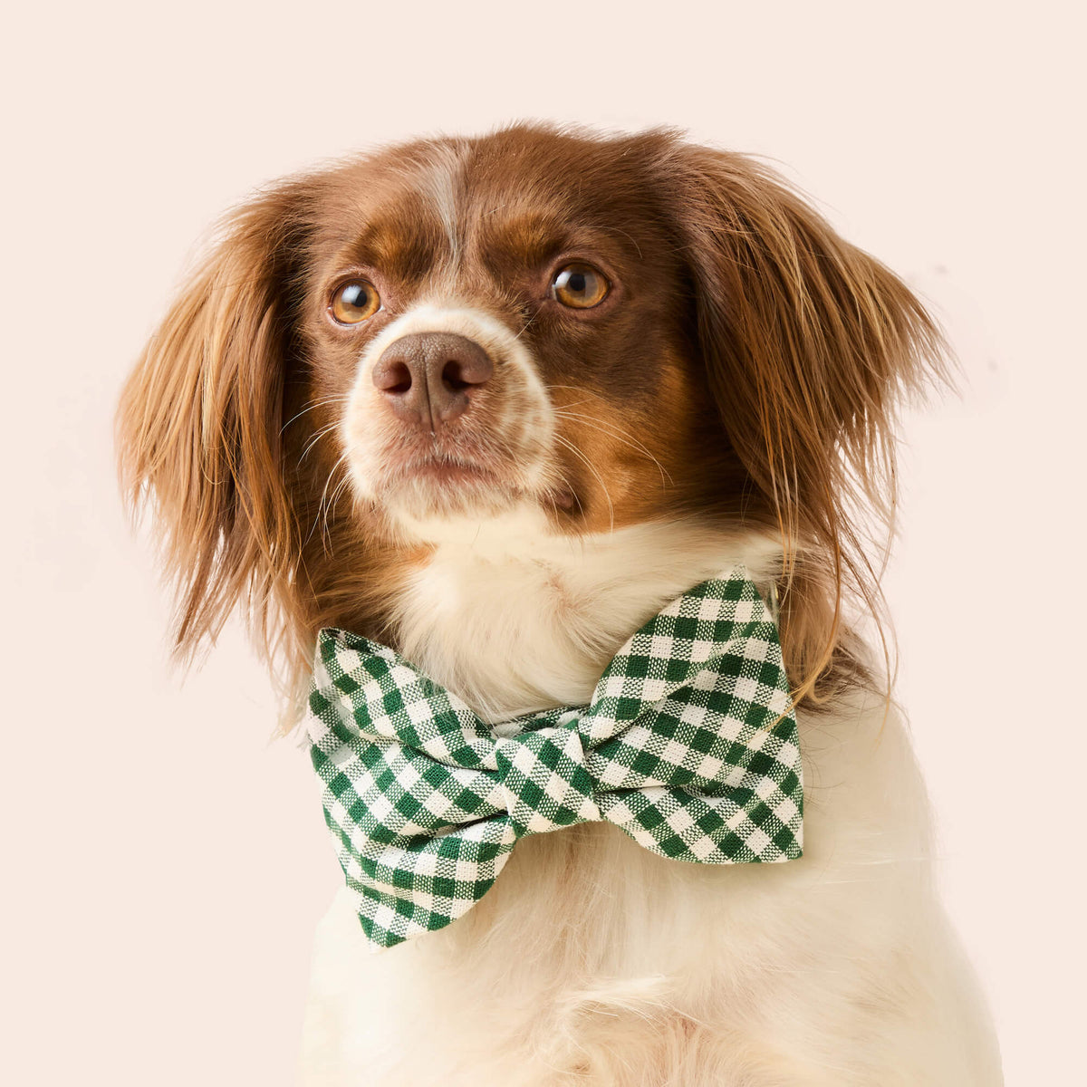 #Modeled by Ollie (25lbs) in a Large bow tie