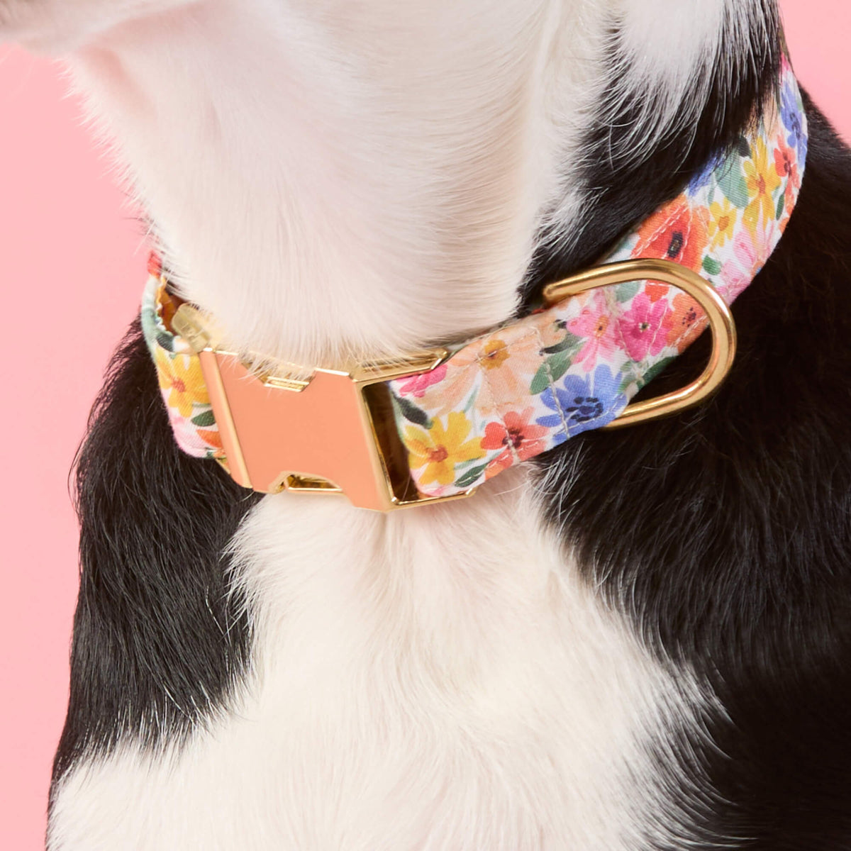 #Modeled by Leo (35lbs) in Medium