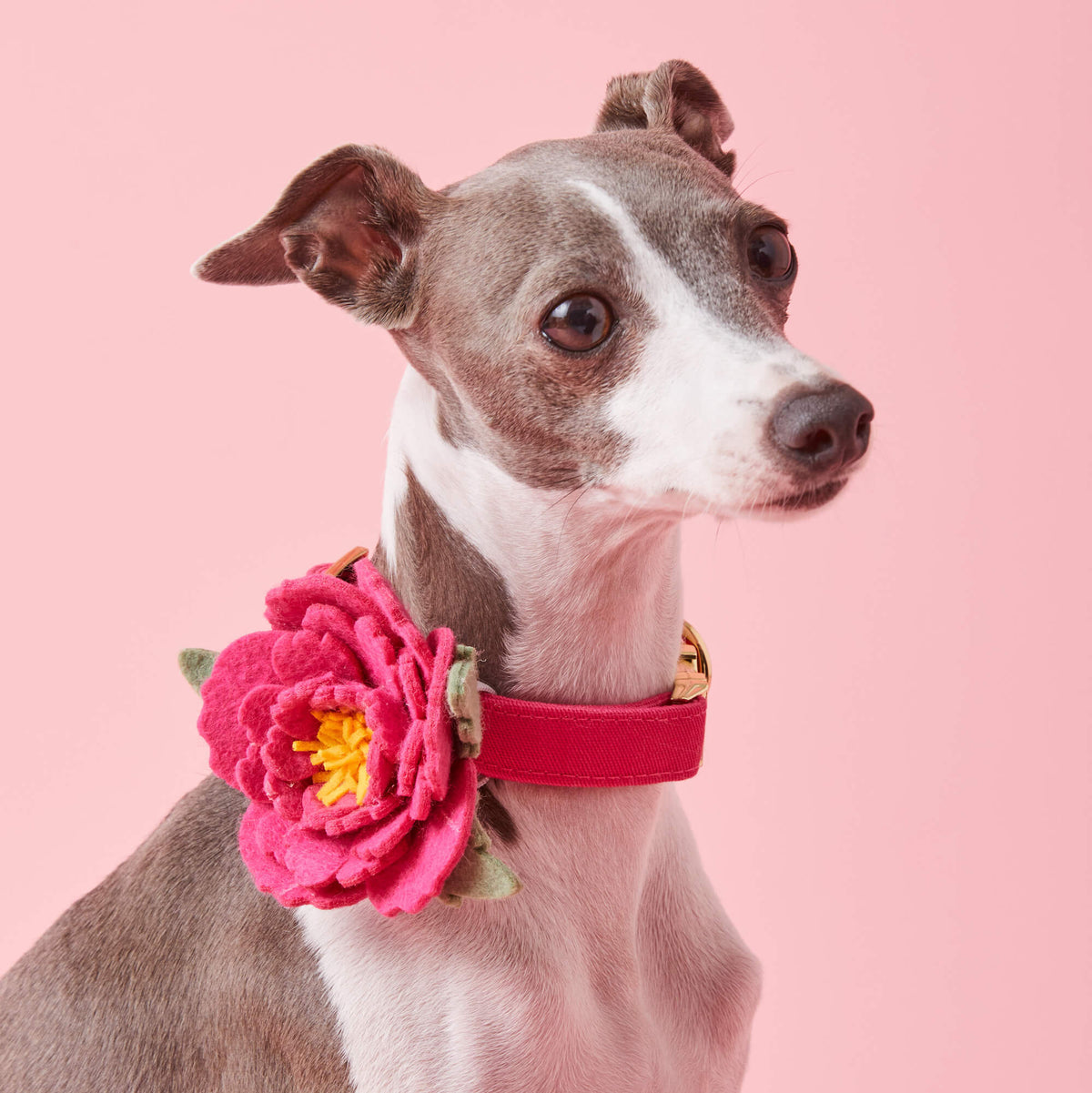 #Modeled by Luna (10lbs) in an X-Small collar
