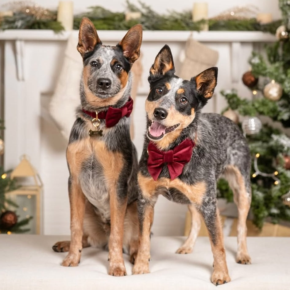 #Modeled by Riot (25lbs) in a Medium collar and Large bow tie and Rue (25lbs) in a Medium collar and Large lady bow