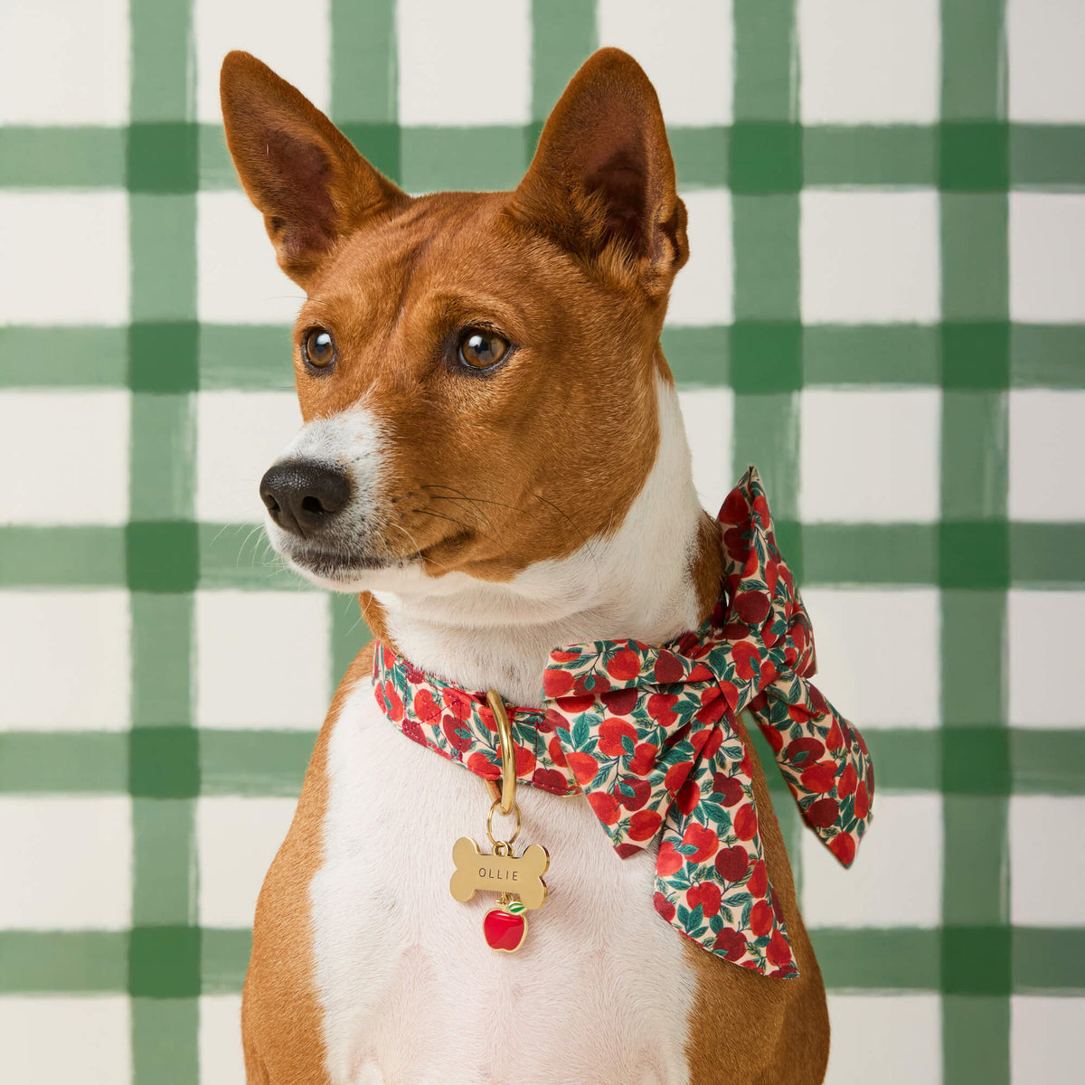 #Modeled by Ricky (25lbs) in a Medium collar and Large lady bow