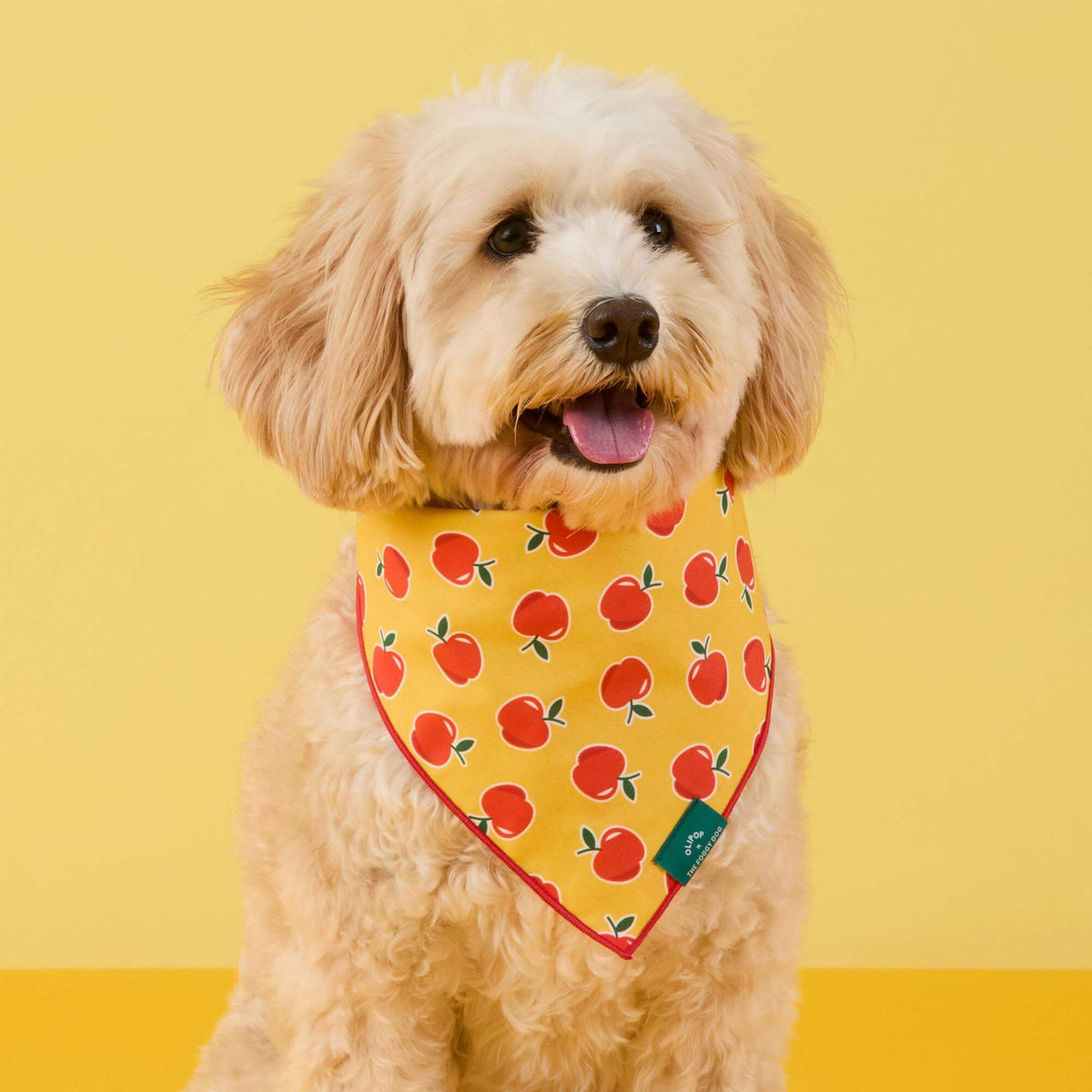 #Modeled by Ripley Jean (24lbs) in Medium