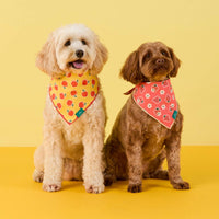 #Modeled by Ripley Jean (24lbs) and Poppy (20lbs) both in Medium