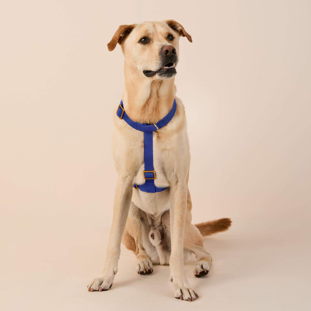 Active Flex Dog Harness - With Handle (M/L), Azure view 3