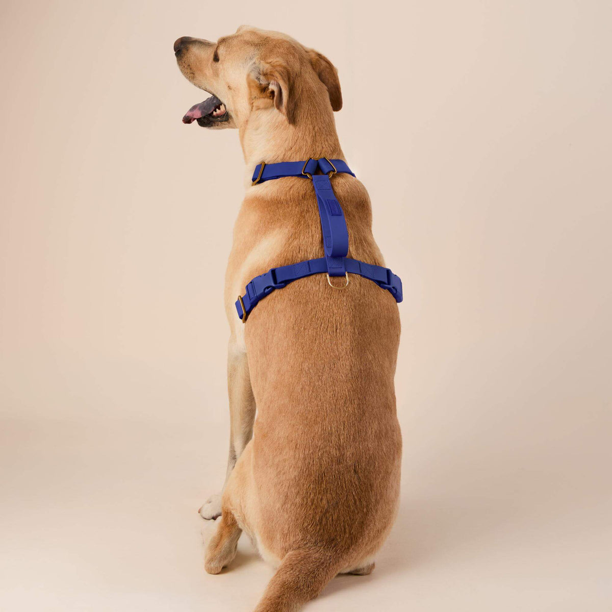 Active Flex Dog Harness - With Handle (M/L), Azure view 5