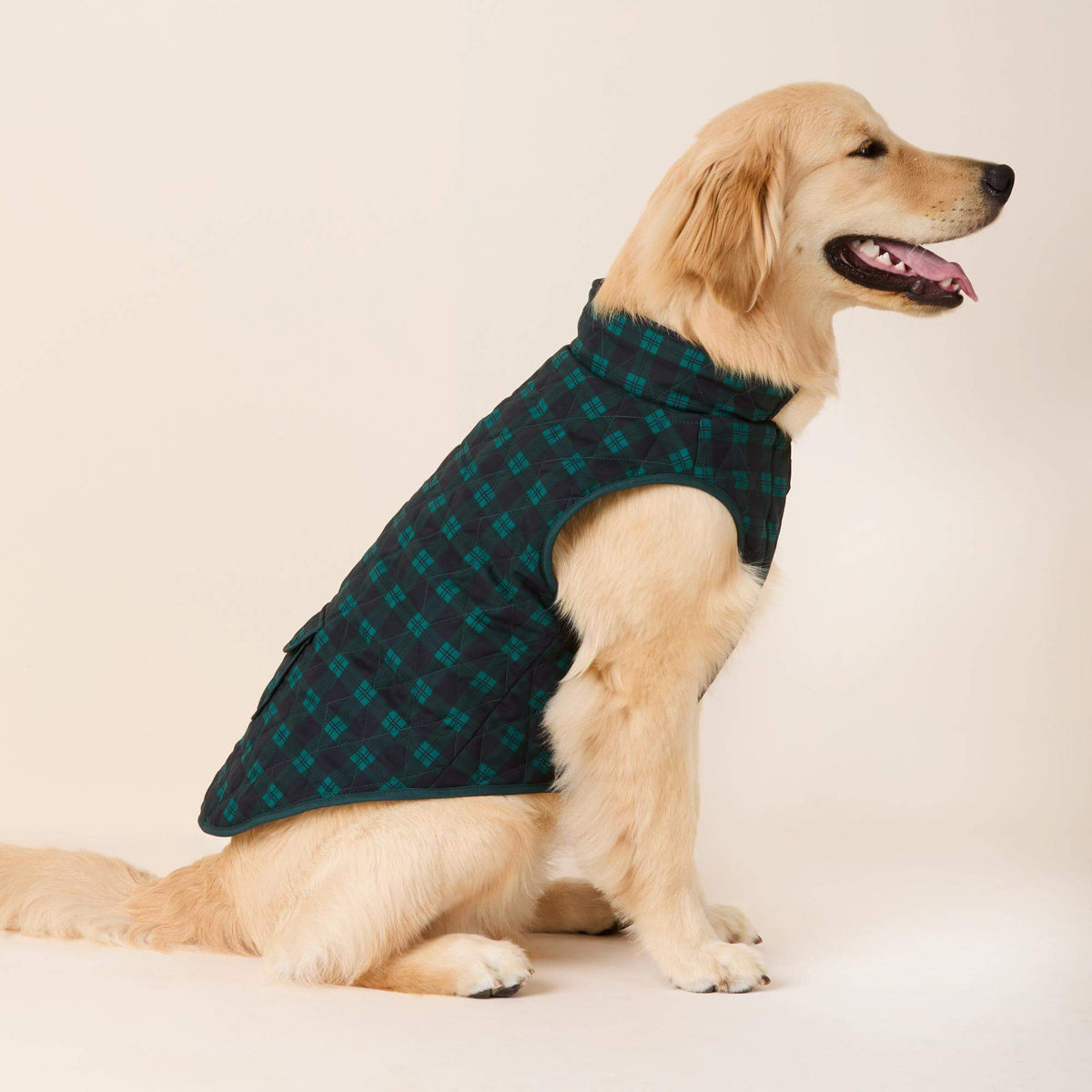 #Modeled by Peanut (40lbs) in Large