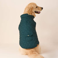 #Modeled by Peanut (40lbs) in Large