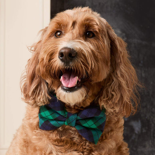 Black Watch Plaid Flannel Bow Tie Collar view 2