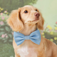 #Modeled by Finley (11lbs) in a Small collar and Small bow tie