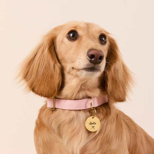 Blush Pink Dog Collar view 2