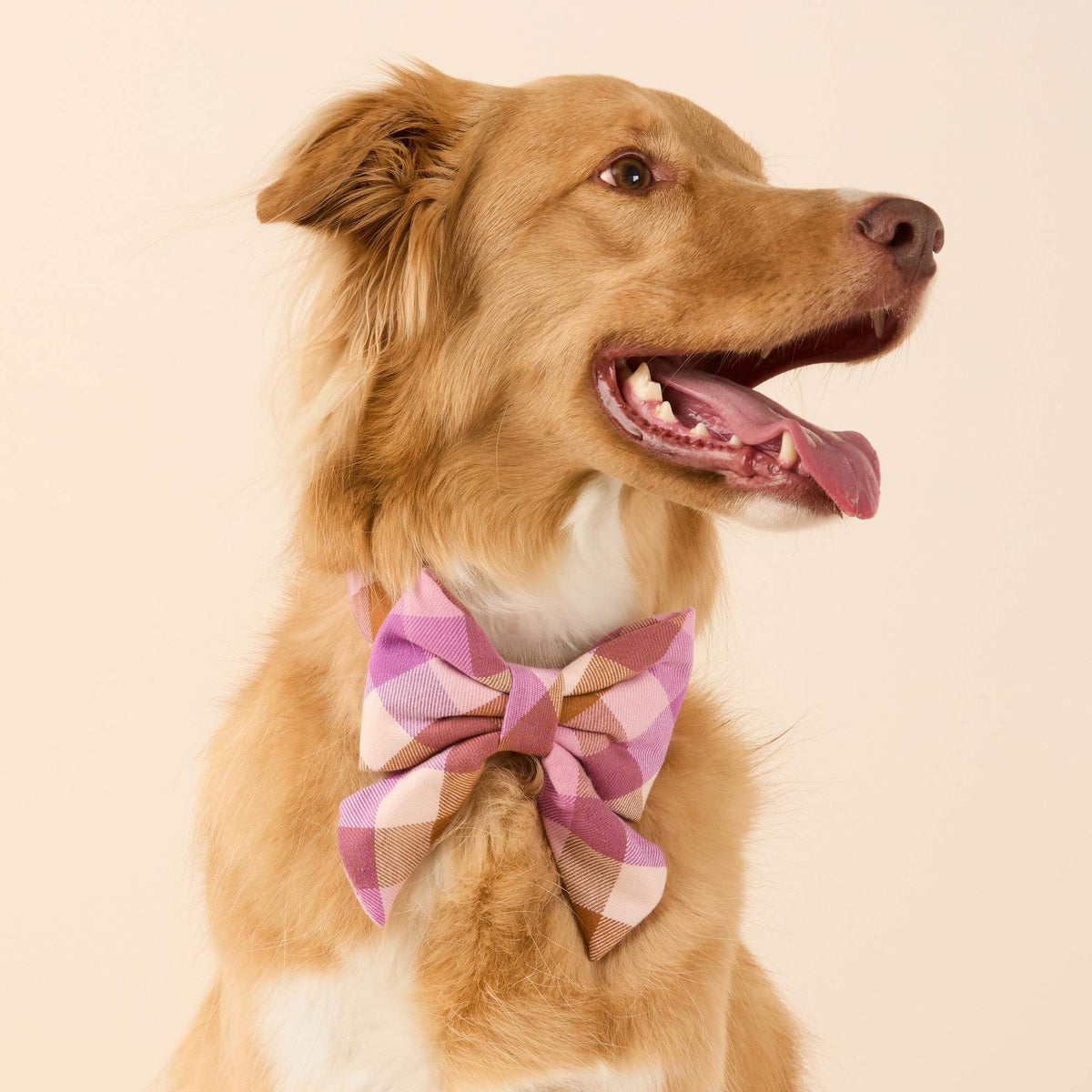 #Modeled by Kina (60lbs) in a Large collar and Large lady bow