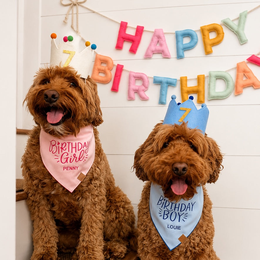 Ivory and Blue Birthday Crown The Foggy Dog