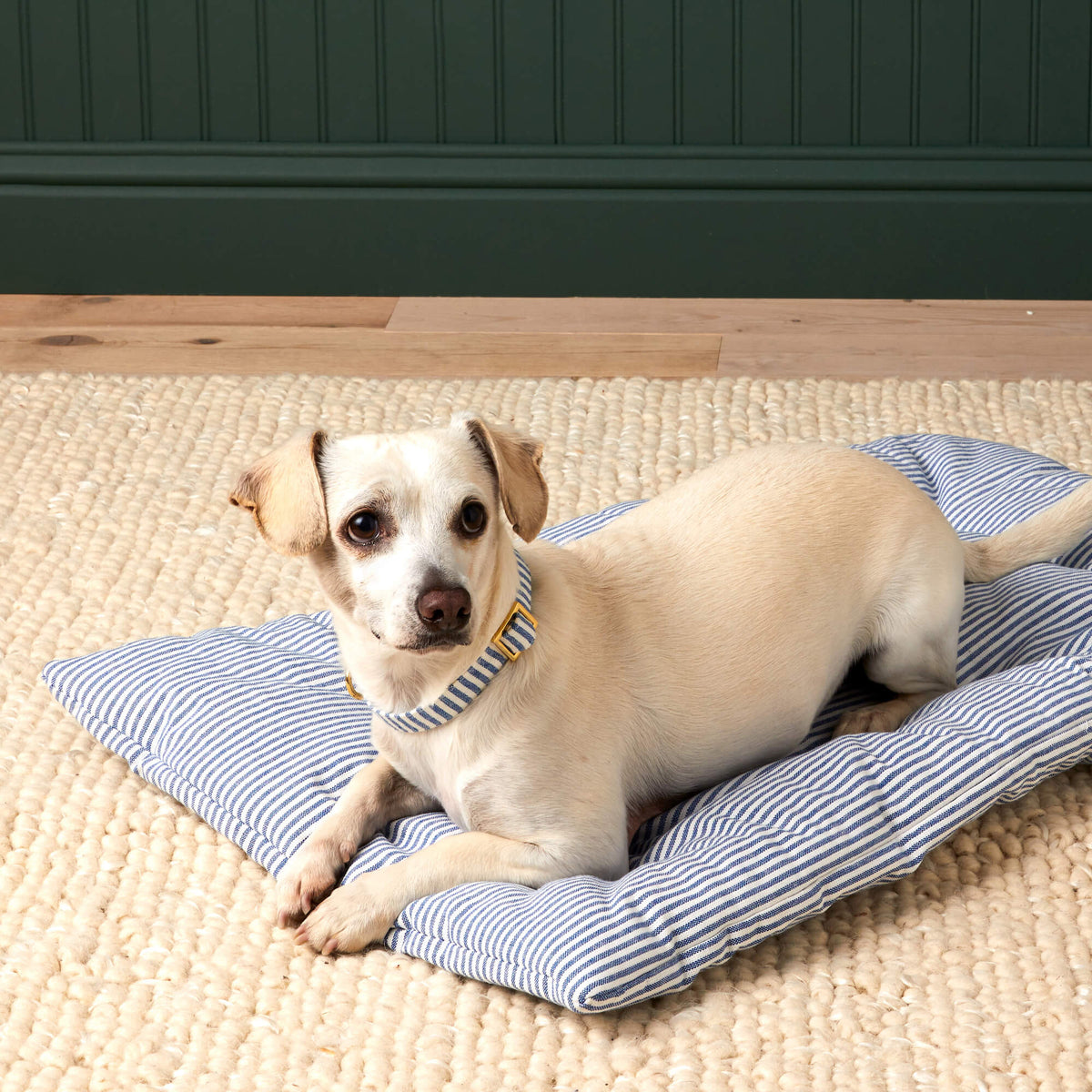 #Modeled by Arthur (20lbs) on a Large travel mat