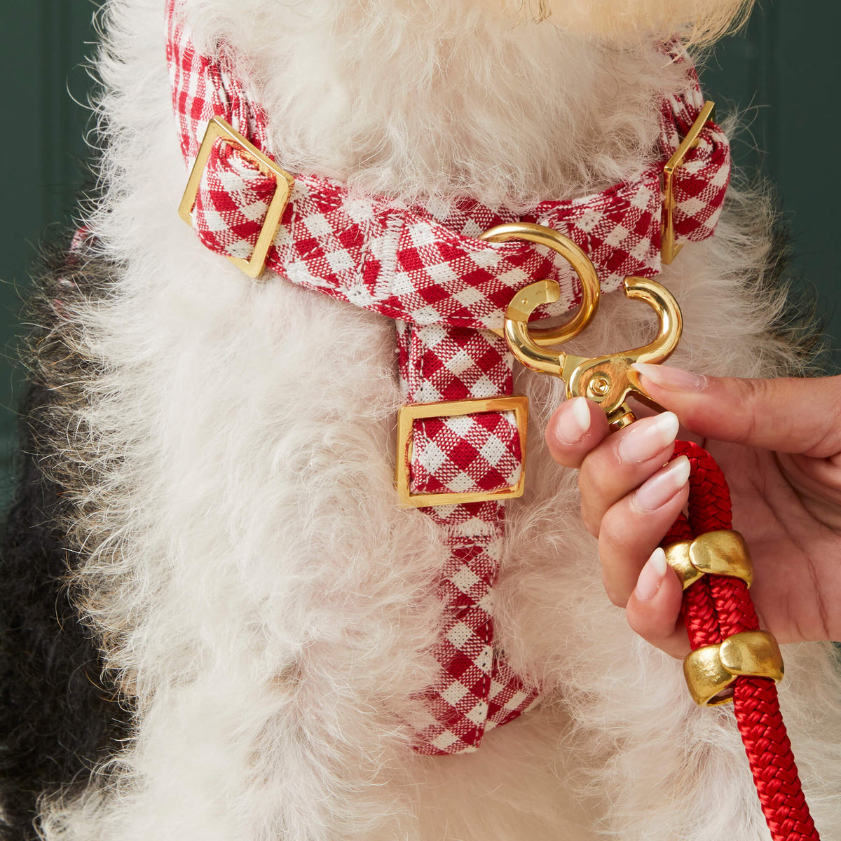 #Modeled by Sesame (23lbs) in Medium