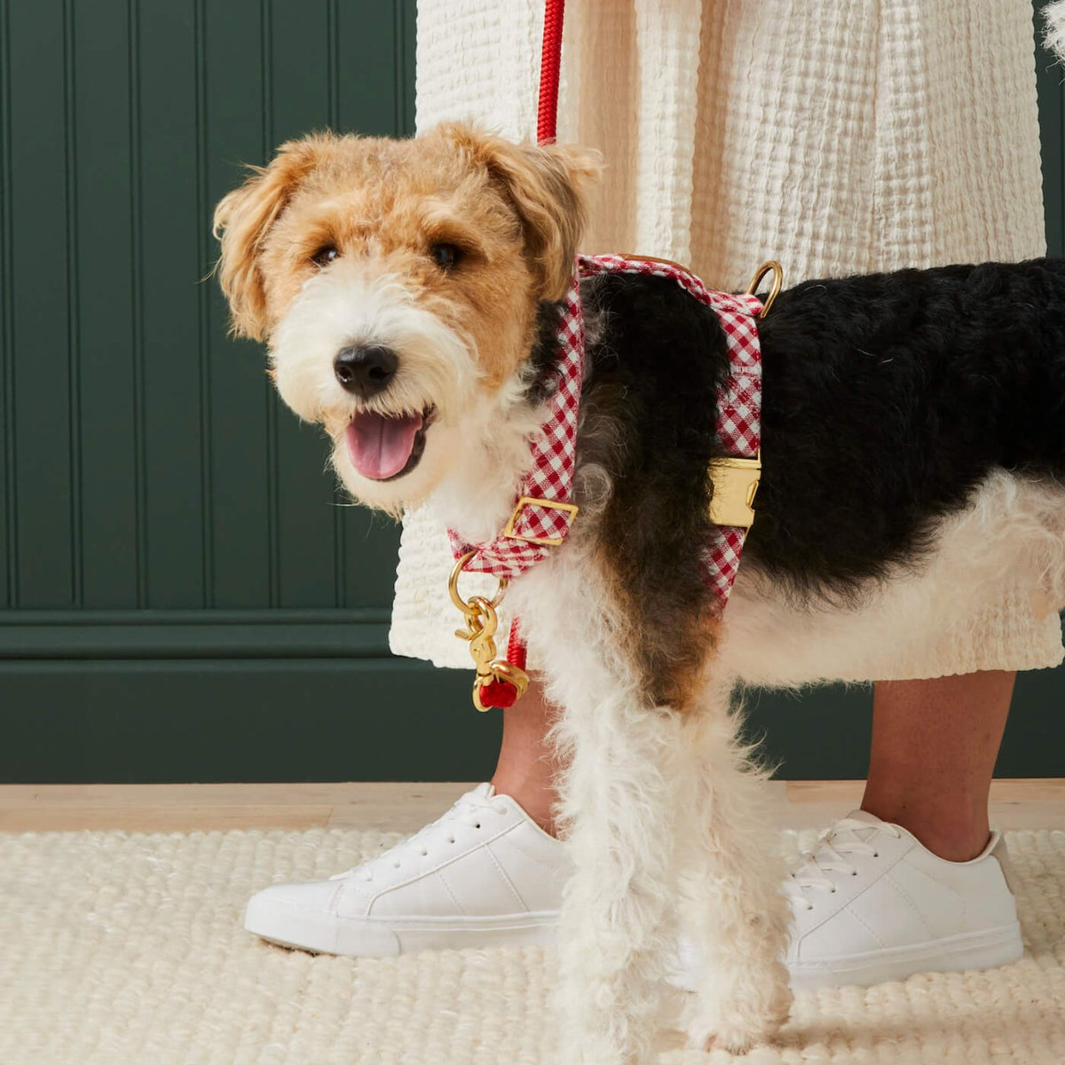 #Modeled by Sesame (23lbs) in a Medium harness and Standard leash