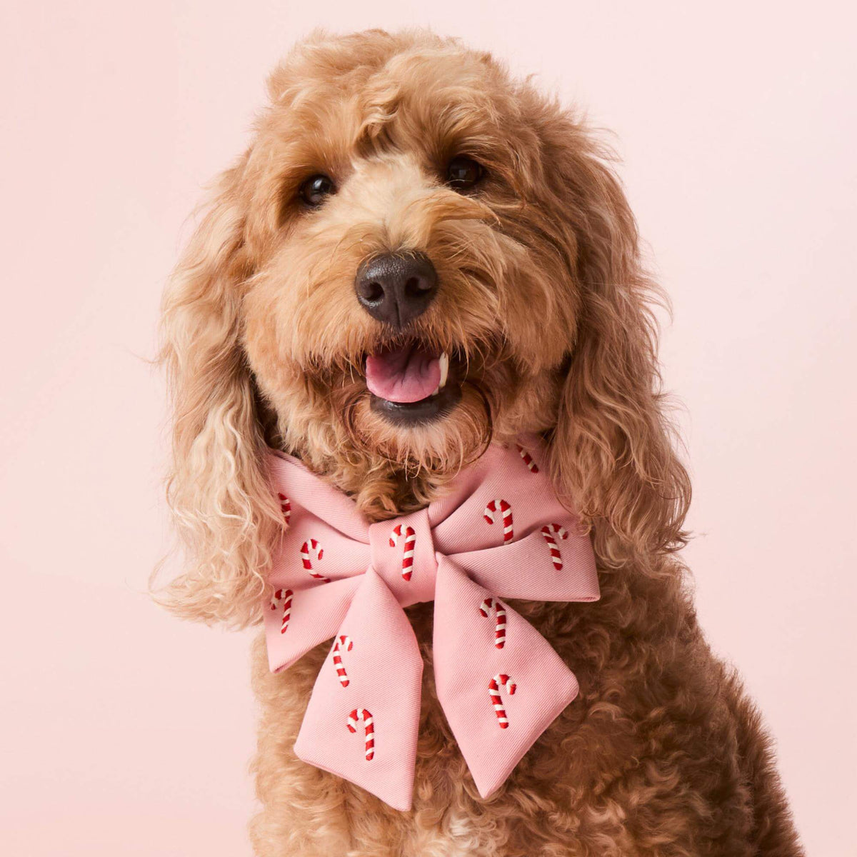 #Modeled by Brynn (25lbs) in a Medium collar and Large lady bow