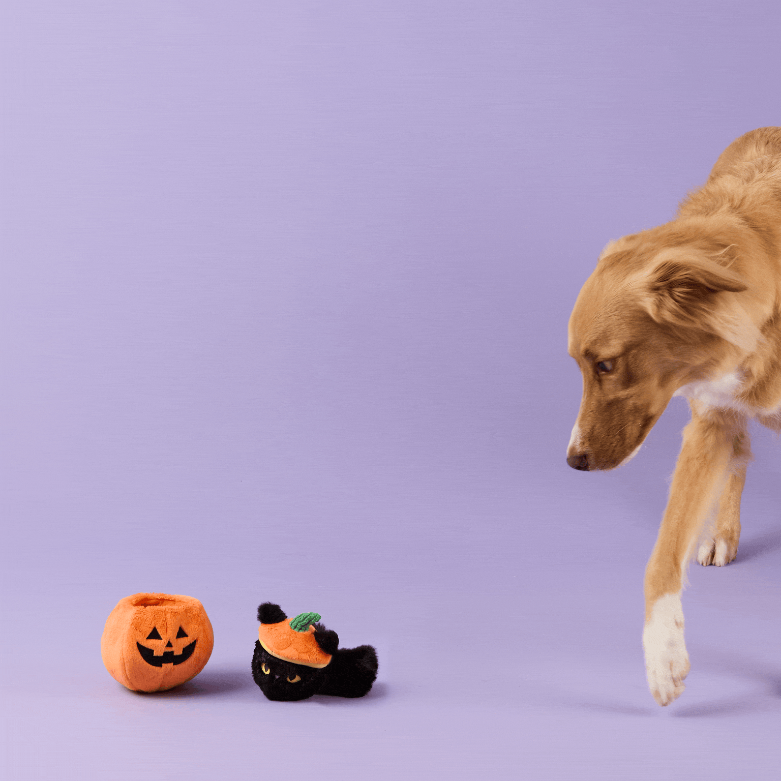 Cat-o’-Lantern 2-in-1 Bounce Dog Toy from The Foggy Dog