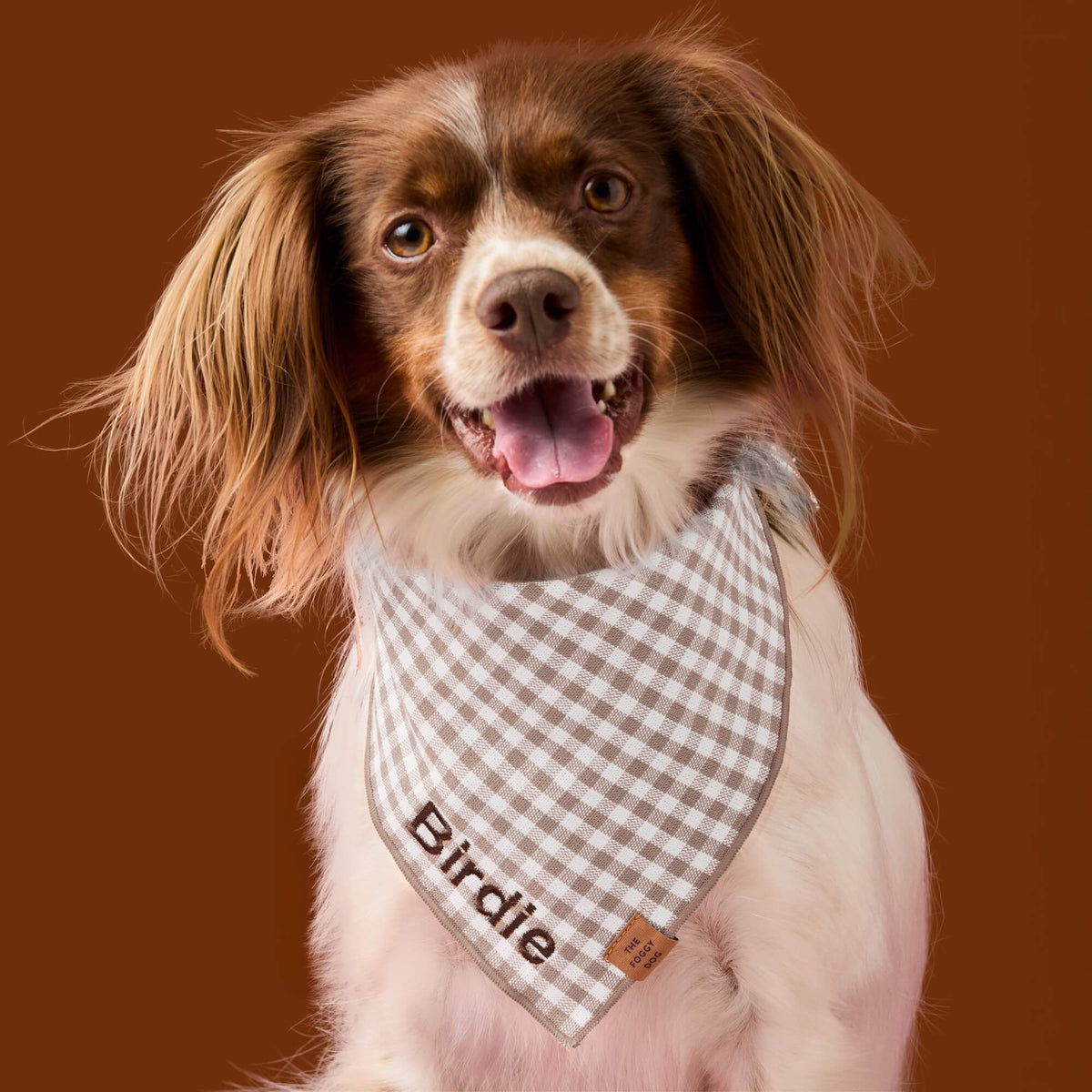 #Modeled by Ollie (20lbs) in Medium