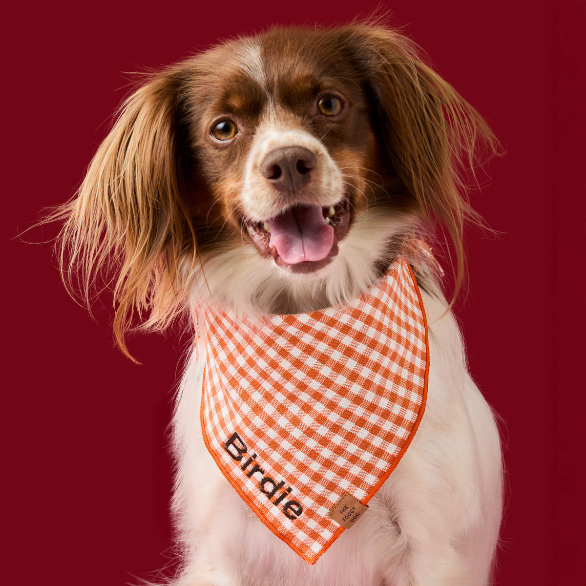 #Modeled by Ollie (25lbs) in Medium