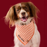 #Modeled by Ollie (25lbs) in Medium