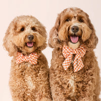 #Modeled by Cyra (36lbs) in a Large lady bow
