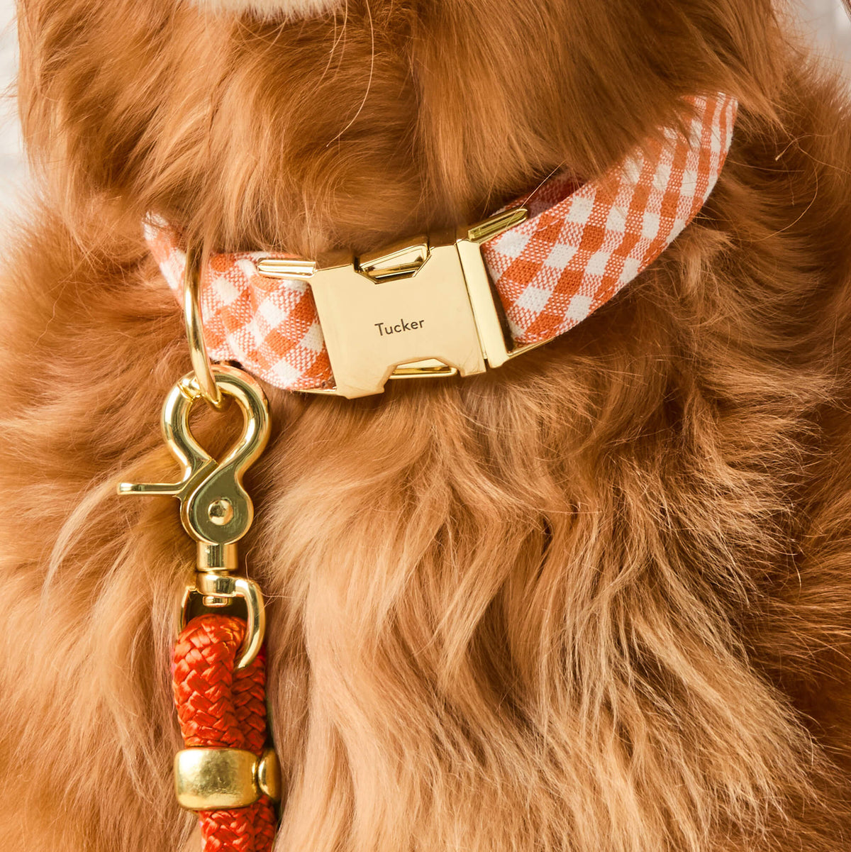 #Modeled by Goose (80lbs) in Large