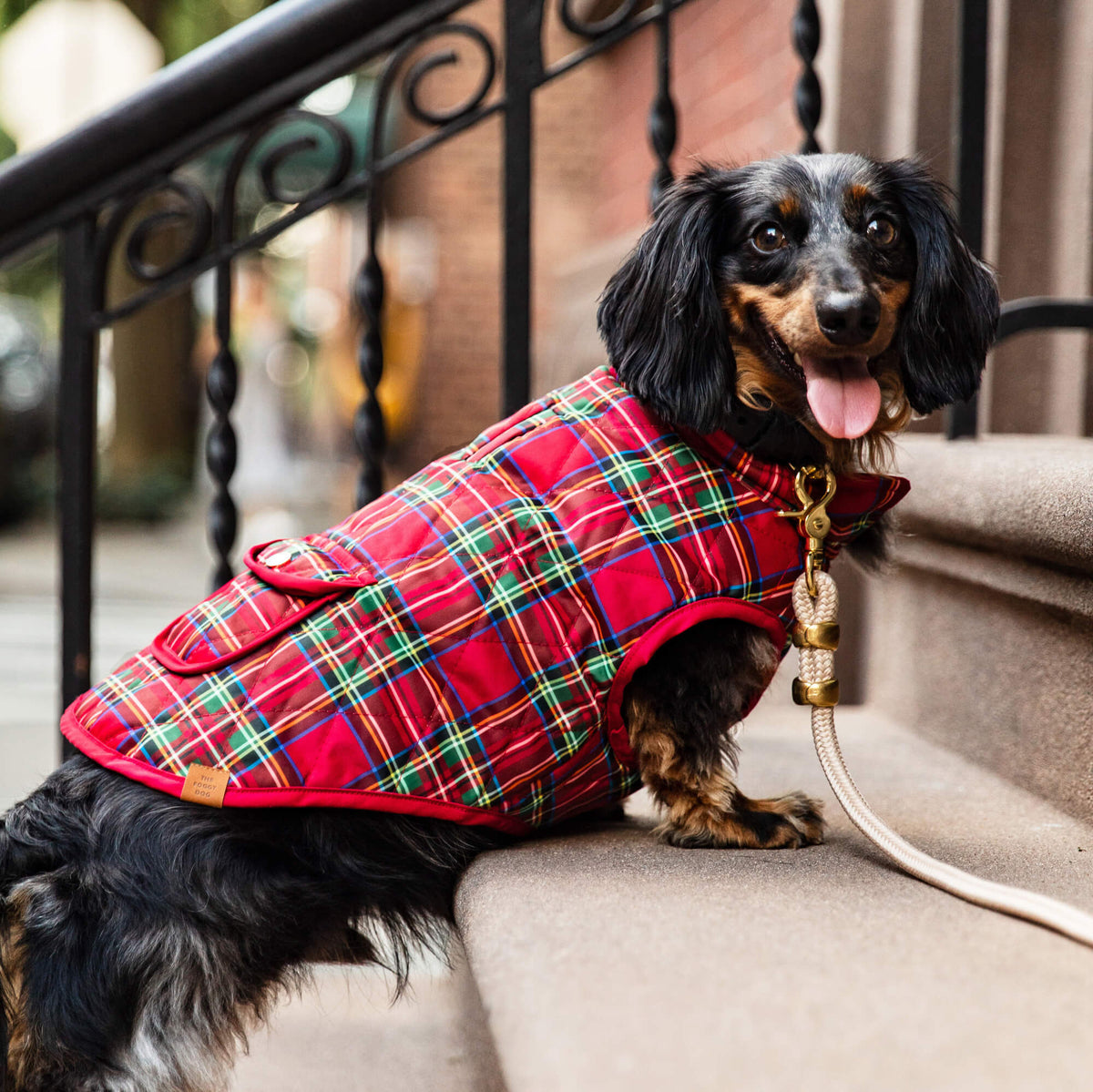 #Modeled by Nico (15lbs) in Small
