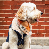 #Modeled by Millie (32lbs) in Medium