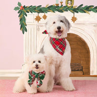 #Modeled by Molly (10lbs) in a Large lady bow