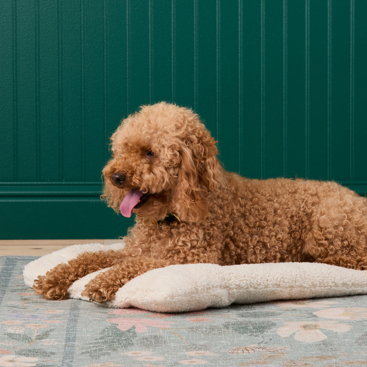 #Modeled by Utah (26lbs) on a Large travel mat