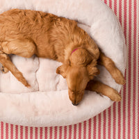 #Modeled by Holly (50lbs) in Large