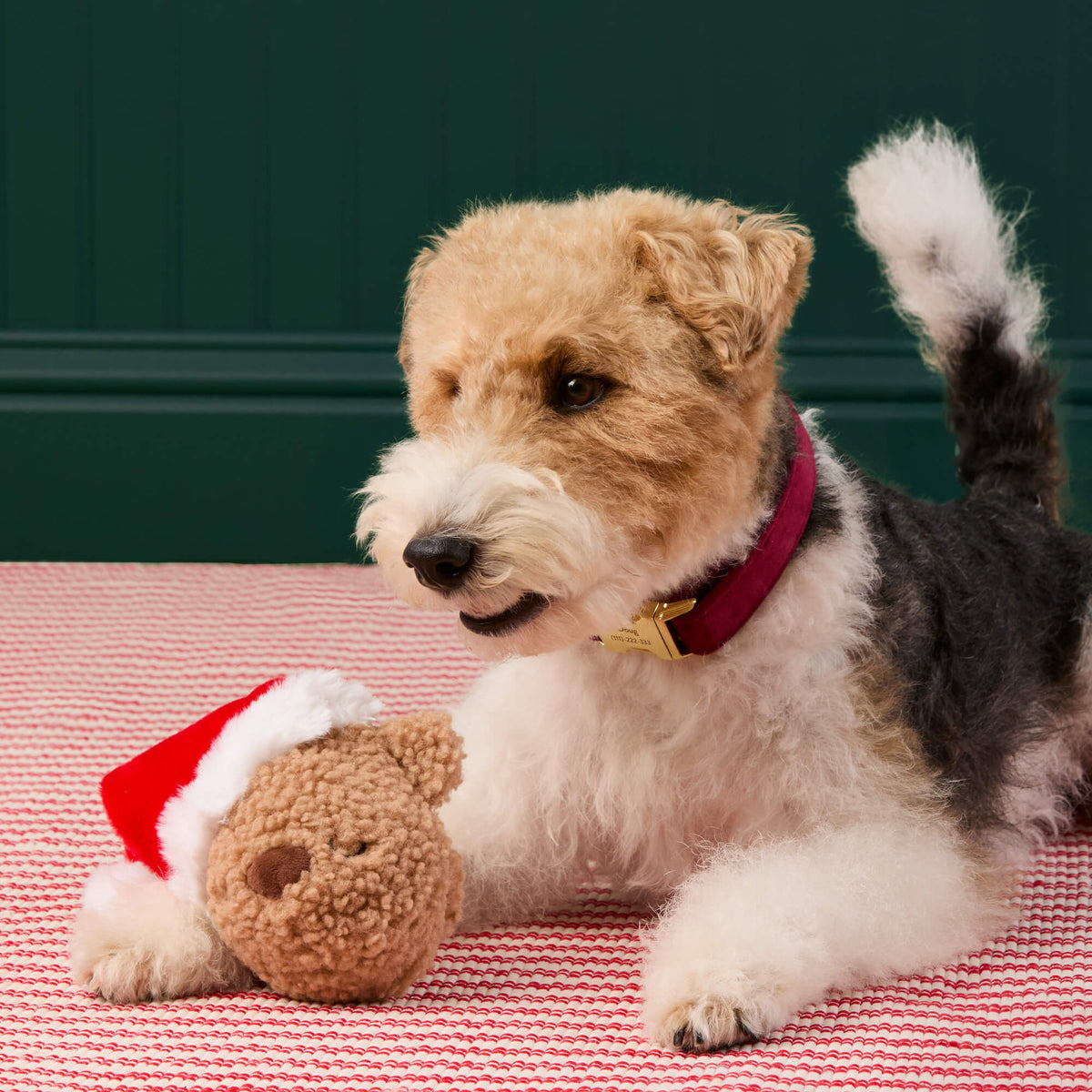 Santa Teddy Bear 2-in-1 Bounce Dog Toy view 5