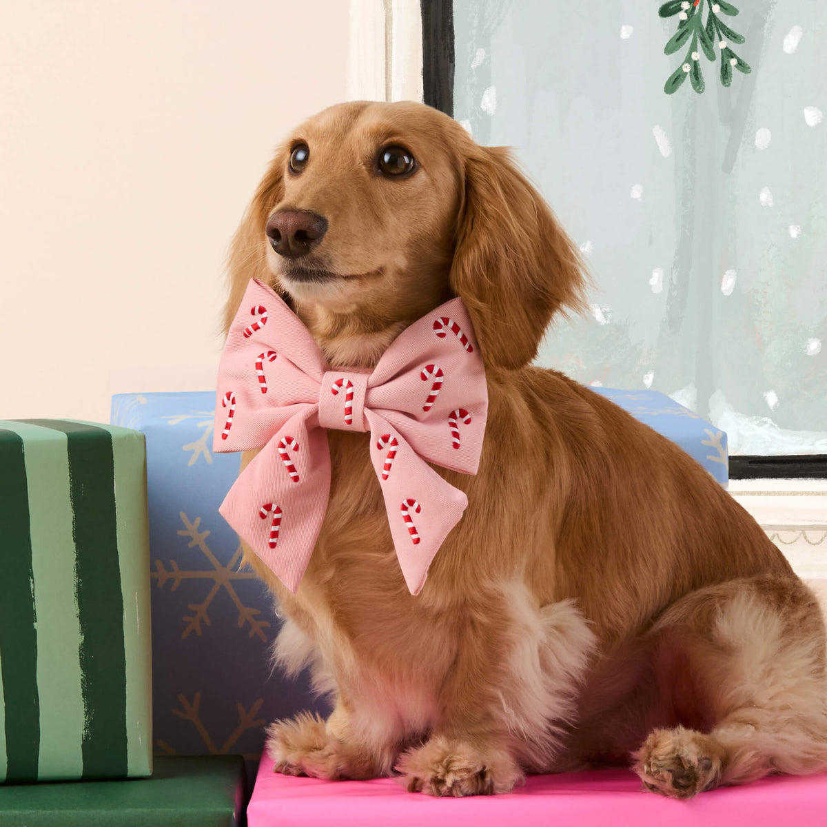 #Modeled by Charlie (12lbs) in a Small collar and Large lady bow