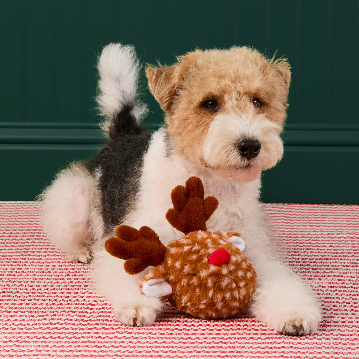 Reindeer 2-in-1 Bounce Dog Toy view 4