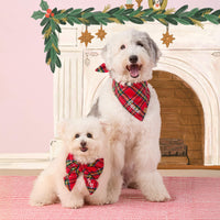 #Modeled by Molly (10lbs) in a Small collar and Large lady bow