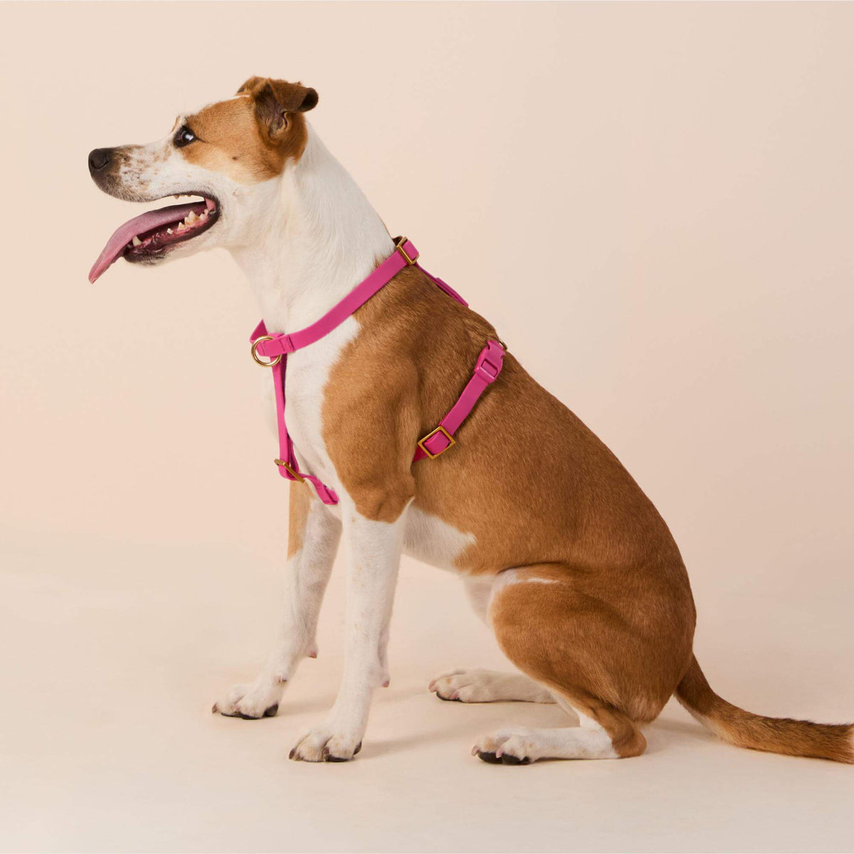 Active Flex Dog Harness (XS/S), Dahlia view 4