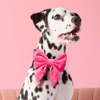 #Modeled by Lava (25lbs) in a Medium collar and Large lady bow