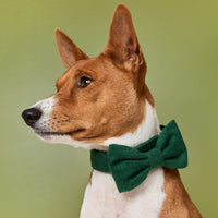 #Modeled by Ricky (27lbs) in a Large bow tie