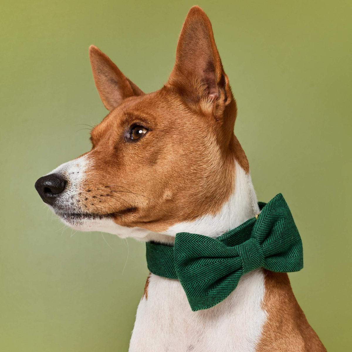 #Modeled by Ricky (27lbs) in a Medium collar and Large bow tie