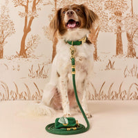 #Modeled by Ollie (20lbs) in a Medium collar and Standard leash