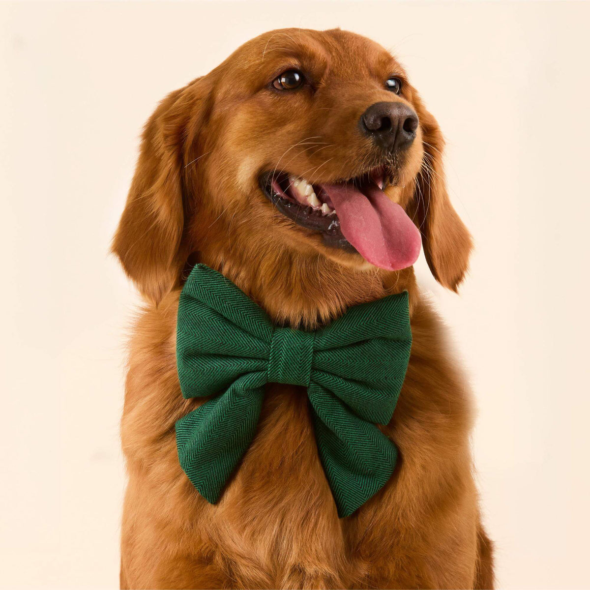 #Modeled by Pukalani (45lbs) in a Medium collar and Large lady bow