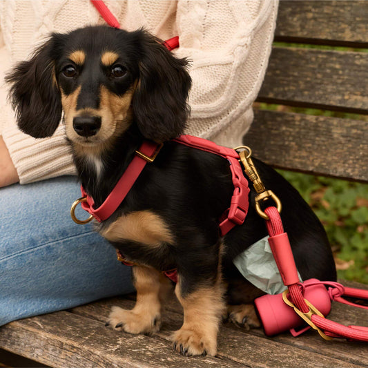 Active Flex Dog Harness (XS/S), Ember view 2