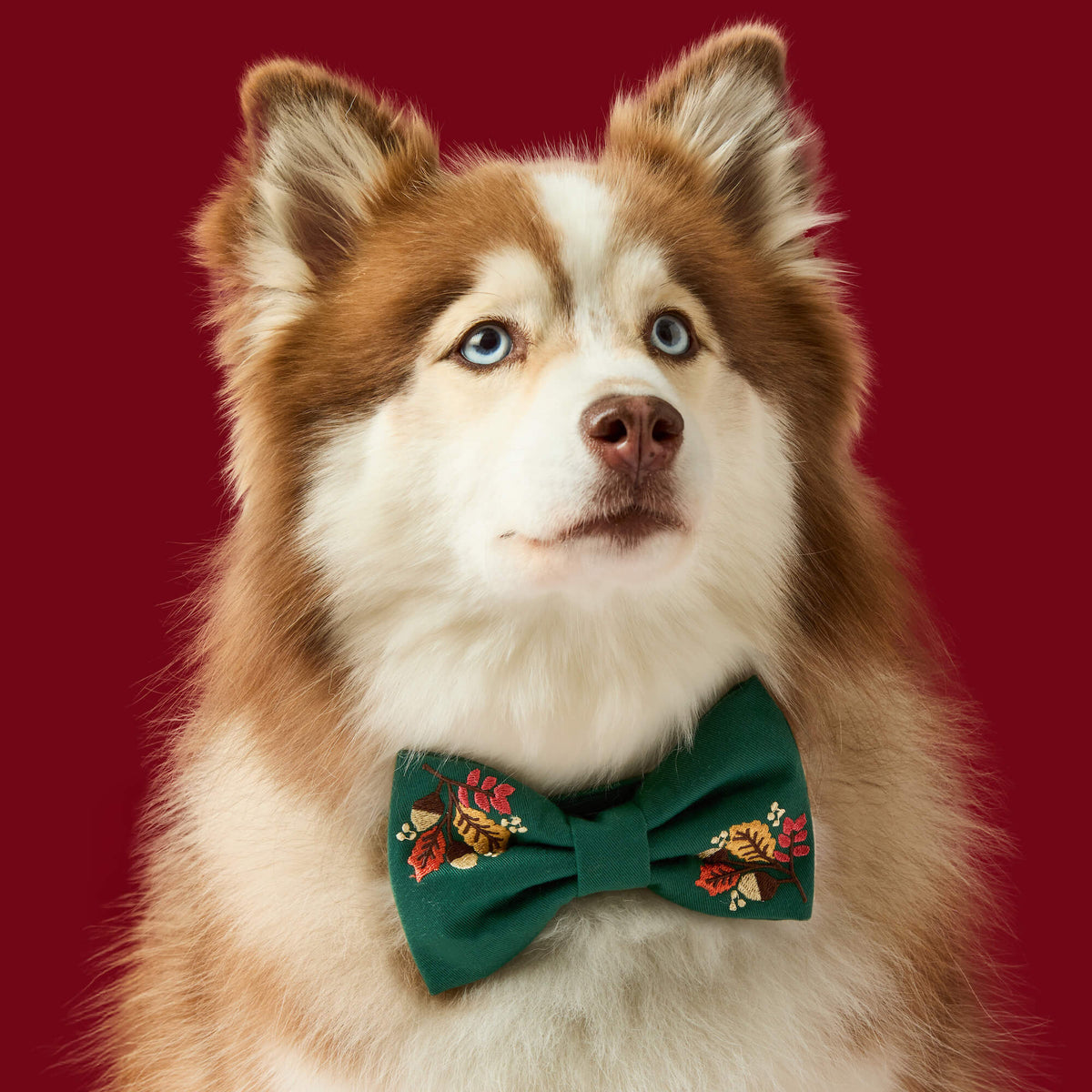 #Modeled by Rouka (35lbs) in a Large bow tie