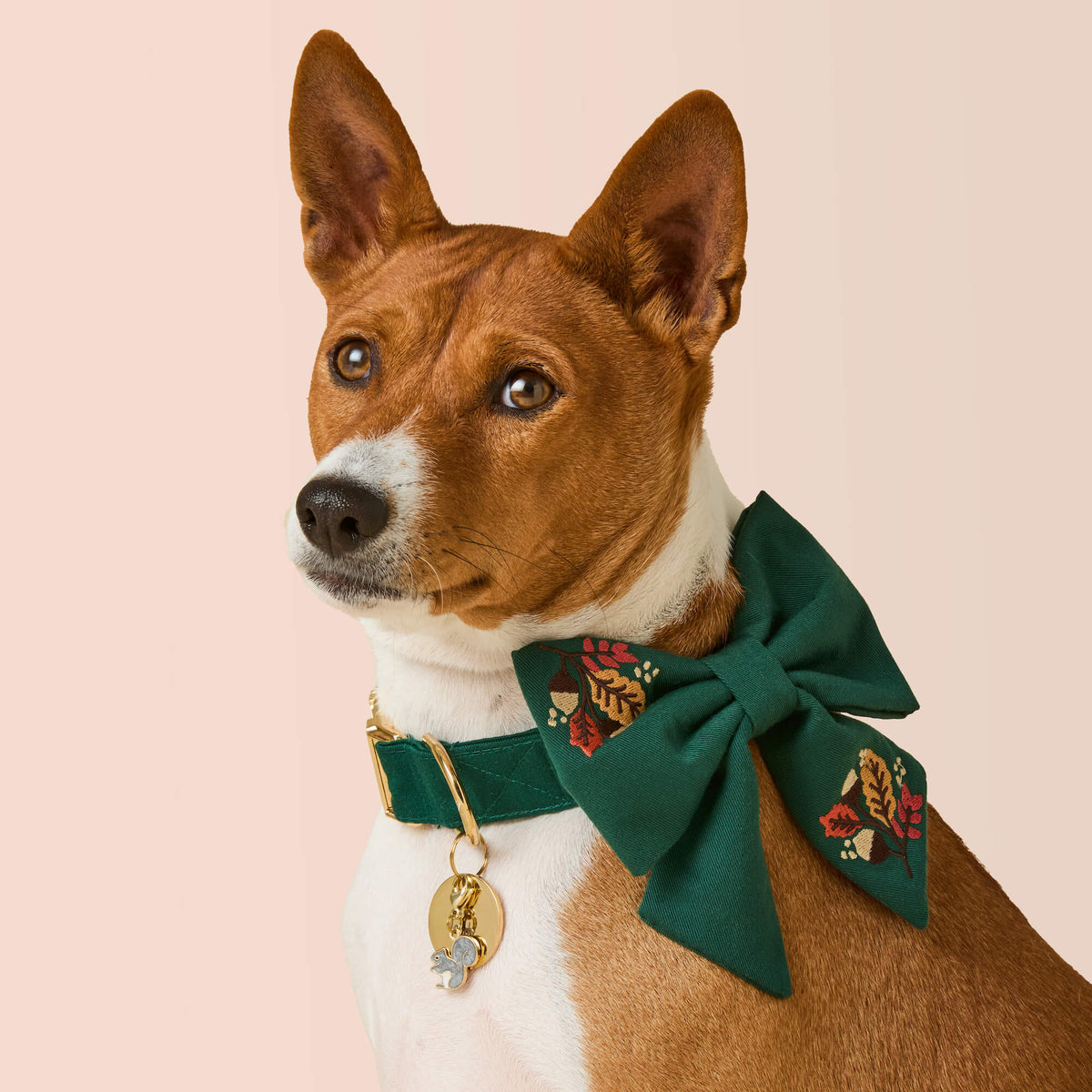 #Modeled by Ricky (25lbs) in a Large lady bow