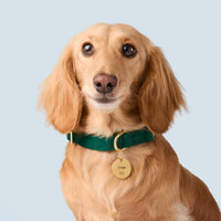 #Modeled by Charlie (12lbs) in Small