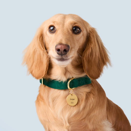 Forest Green Velvet Dog Collar view 2