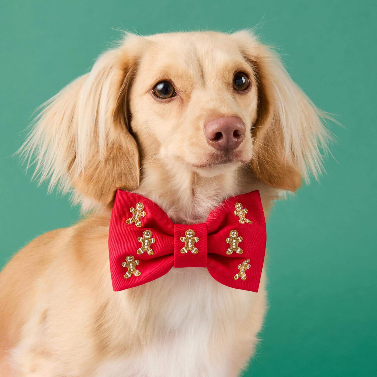 #Modeled by Finley (12lbs) in a Large bow tie