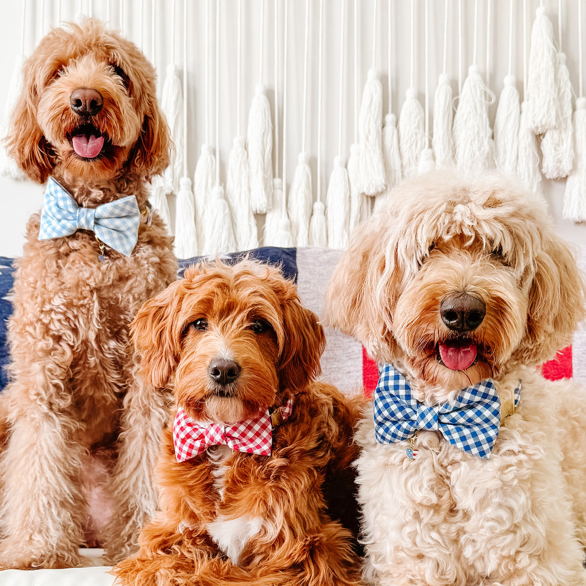 #Modeled by Aisla (30lbs) in a Medium collar and Large bow tie