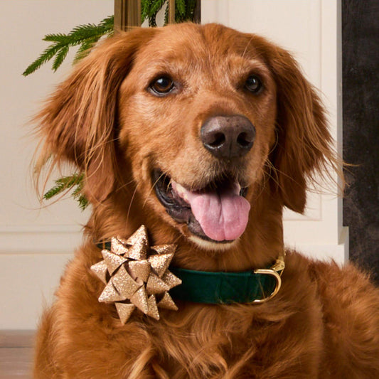 Gold Gift Bow Dog Collar Attachment view 2